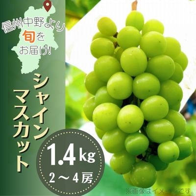 産地直送!信州中野市産シャインマスカット 1.4kg以上(2～4房)【配送不可地域：離島・沖縄】【1534768】