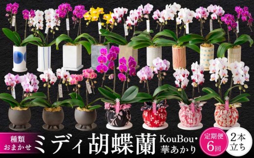 胡蝶蘭 定期便 熊本県産 ミディ 2本立ち×6回 【定期便6回】〈KouBou・華あかり〉ミディ胡蝶蘭 2本立ち 洋蘭 観賞用 植物