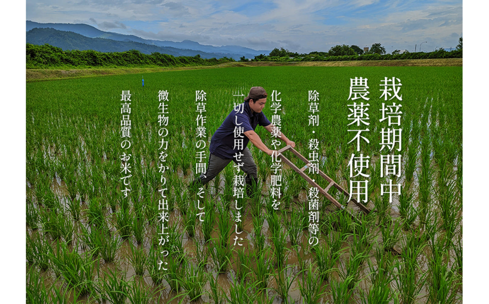 【定期便令和8年産新米予約】南魚沼食味コンクール4年連続優秀賞　栽培期間中農薬不使用特別栽培米10kg×6回　南魚沼塩沢産コシヒカリ【2026年10月中旬から1ヶ月以内に順次発送予定】