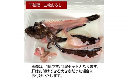 【三枚おろし皮付き（唐揚げ用）】【先行予約】活き締めオコゼ2尾セット（2人前）ポン酢付き 虎魚 おこぜ 薄造り 唐揚げ