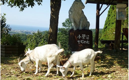 【早期予約】米 令和7年産 コシヒカリ 5kg 無洗米 棚田米 ヤギの杜｜富山 こめ コメ お米 おこめ 白米 精米 新米 ※北海道・沖縄・離島への配送不可 ※2025年10月上旬頃より順次発送予定