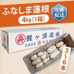 【先行予約】【特選】ふなしま蓮根(4kg箱)3～6本【レシピ 高品質 幻の蓮根 老舗 希少品種 柔らかい】(82-01)