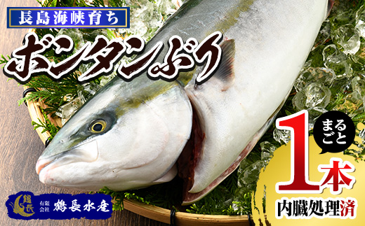 ボンタンぶりまるごと一本(内臓処理済)  ぶり 柵 刺身 ブリ 切り身 鰤 1本 鮮魚 下処理済み 鮮魚 1匹 刺身 ぶりしゃぶ ぶりかま 【鶴長水産】turu-6070