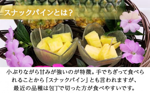 【先行予約】【2025年5月中旬~6月頃配送】今帰仁産パイン