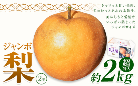 【2025年先行予約】 梨 なし 贈答用 荒尾ジャンボ梨（新高）2玉入り 約2kg 秋 旬 熊本県 荒尾市産 高口果樹園《2025年10月上旬-10月下旬頃出荷》フルーツ 果物 ギフト 化粧箱 専用BOX付き 冷蔵