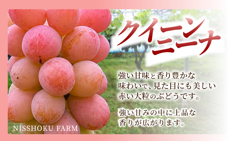 【2026年先行予約】 NIHOKU　FARM　特選　大粒ぶどう３種セット（シャインマスカット入り）岡山 ぶどう 真庭市 高級 ギフト 贈り物 ピオーネ クイーンニーナ 【nisfarm010-02】