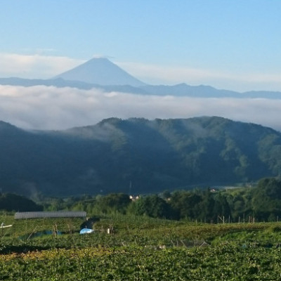 
                  ＜牧丘の丘＞2026年サンシャインレッド『甲斐ベリー7』体験型ぶどう苗木オーナー権利＜5年間＞【1579797】
                