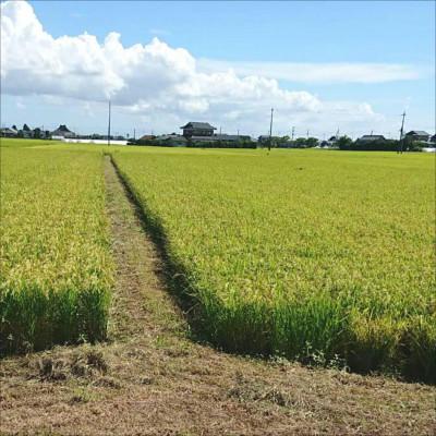 ふるさと納税 潮来市 令和7年産新米 【栽培期間中農薬不使用】こしひかり 玄米10kg茨城県共通返礼品・行方市産 |  | 02