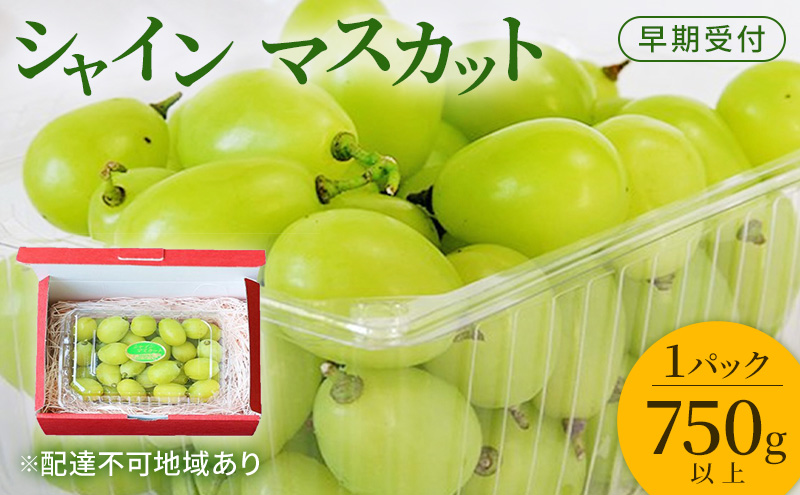 ぶどう 早期受付 シャイン マスカット 1パック（750g以上） ブドウ 葡萄 岡山県産 国産 フルーツ 果物 ギフト 桃茂実苑