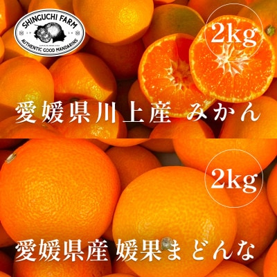 創業百八年 愛媛みかんの老舗【みかん2kg+まどんな2kg】食べ比べセット【C70−36】【1536339】