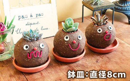 つちだくん2個セット 【花のひより園】 多肉 ポット セット[AEAX003]