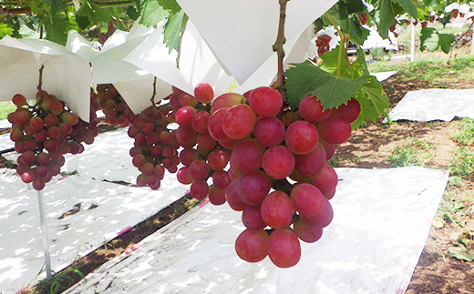 【甘さと香りをお楽しみください!】山梨県オリジナル新品種サンシャインレッド!【計1kg程度】【配送不可地域：離島】