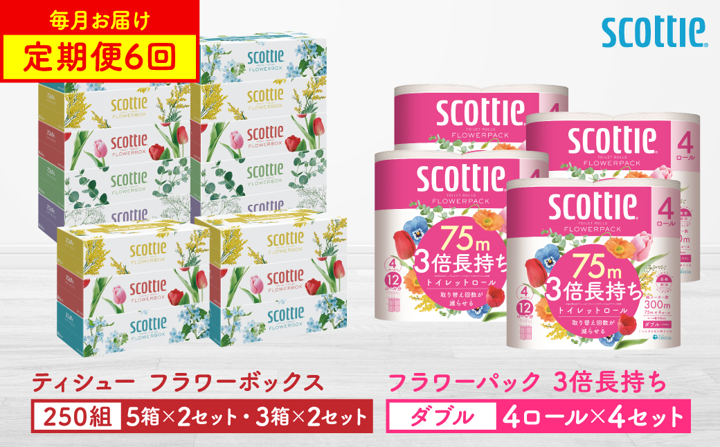 【定期便6回】【毎月お届け】【スコッティ】ティシュー フラワーボックス 250組（5箱パック×2セット・3箱パック×2セット）＋フラワーパック 3倍長持ち（4ロール(ダブル)パックx4セット）