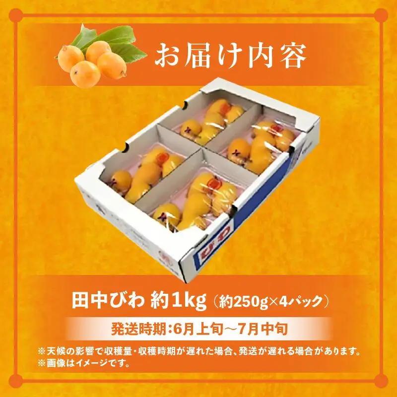 田中びわ 約1kg (約250g×4パック)【2027-6月上旬～2027-7月中旬配送】| びわ