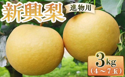 新興梨【進物用】3kg（三ツ田農園） 鳥取 梨 果物 フルーツ 和梨 新興梨 しんこうなし 人気 甘い 進物 贈答用