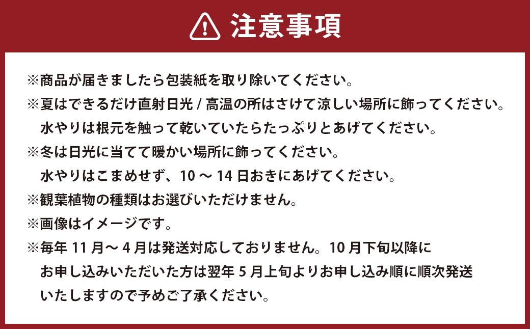 【観葉植物】カラ―サンドアート(青緑系/爽やかな雰囲気)おまかせ模様 寄せ植え