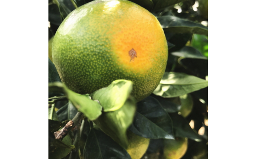 【先行予約】ご家庭用青切り有田みかん　約7.5kg+200g(傷み補償分)【2026年9月中旬～10月上旬頃に順次発送予定】【ard146B】