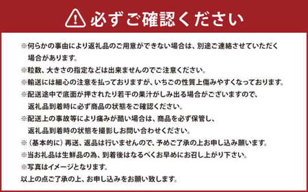 春のあまおう(2L・2A・G規格以上 6パック)【数量限定】 あまおう いちご イチゴ 苺 果物 くだもの フルーツ【2026年3月上旬～4月下旬発送予定】