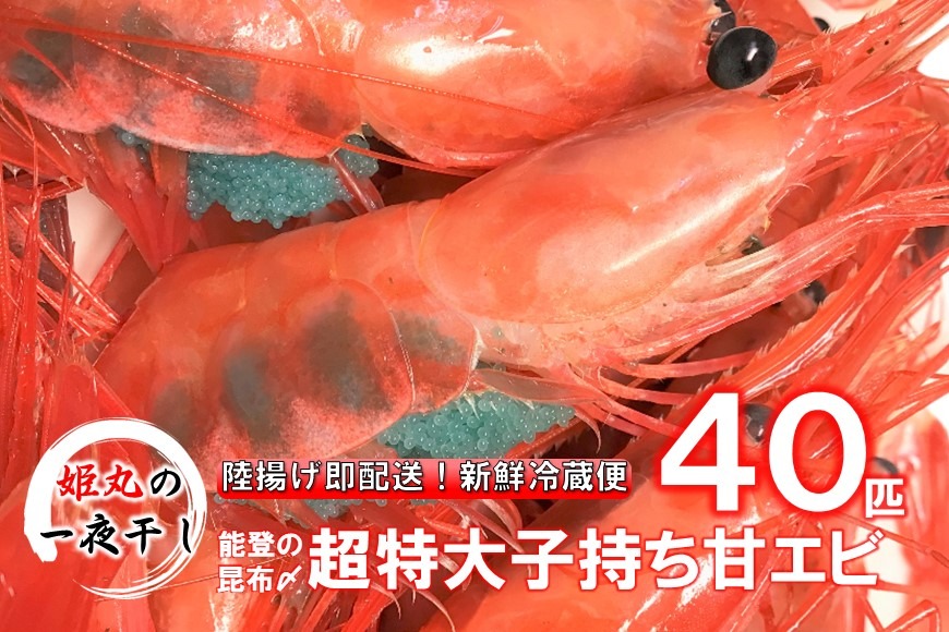 【2026年9月～10月発送】獲れたて鮮度抜群！姫丸の子持ち甘エビ40匹丸ごと昆布〆