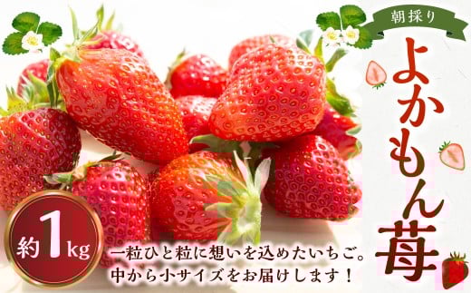 よかもんいちごの朝採りいちご 1kg 【2025年12月下旬から2026年4月下旬 出荷予定】 いちご 苺 イチゴ 旬 フルーツ 果物 くだもの 果実 冷蔵 福岡県 うきは市