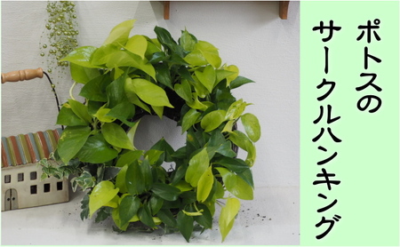 ポトスのサークルハンキング 植物 ポトスのサークルハンキング