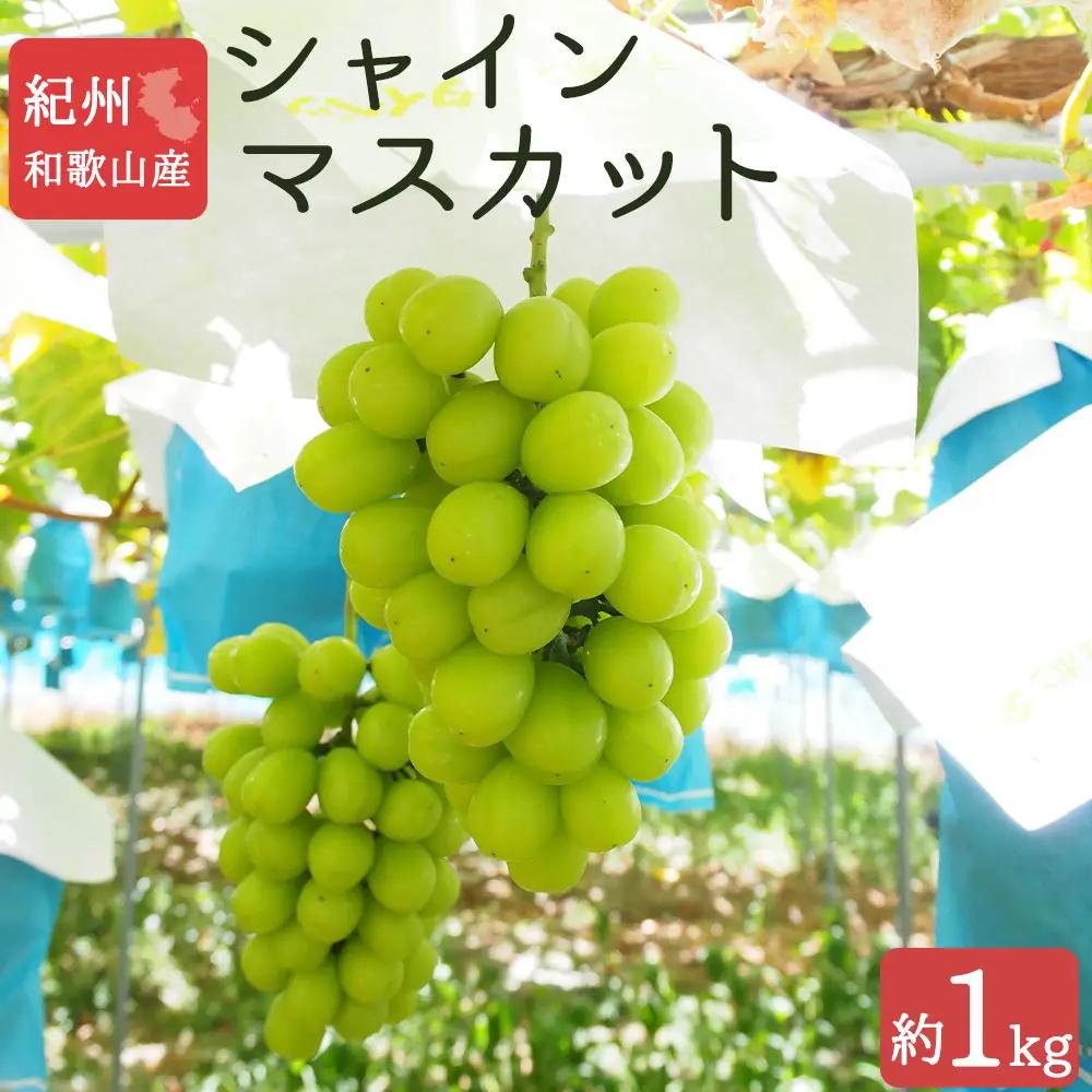 紀州和歌山産 シャインマスカット 約1kg ※2026年8月中旬頃〜2026年9月上旬頃に順次発送 ※日付指定不可 ぶどう ブドウ 葡萄 マスカット 果物 くだもの フルーツ 人気【uot782】