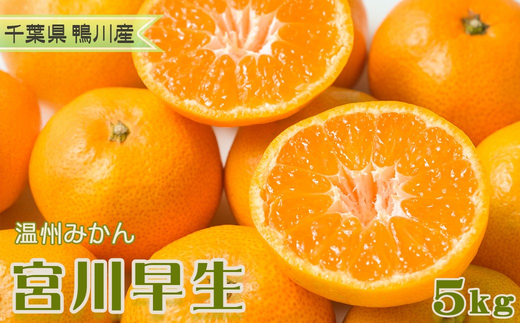 
                  【鴨川の柑橘】甘みと酸味の絶妙なバランス 温州みかん『宮川早生』５kg
《数量限定》《先行予約》《12月上旬発送》 早生みかん 柑橘 サイズ不揃い 産地直送 冬みかん [古泉農園][0010-0367]
                
