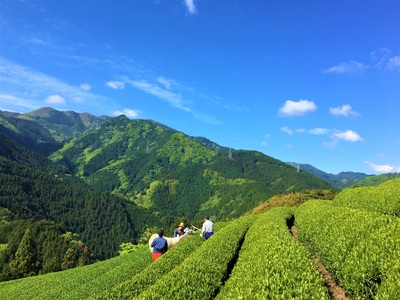 渓谷の茶　大歩危茶　「極～きわみ～」（100g×2袋）