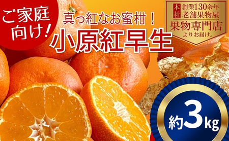 小原紅早生 みかん ご家庭用 香川県産 小原紅早生【約3kg】【先行予約】
