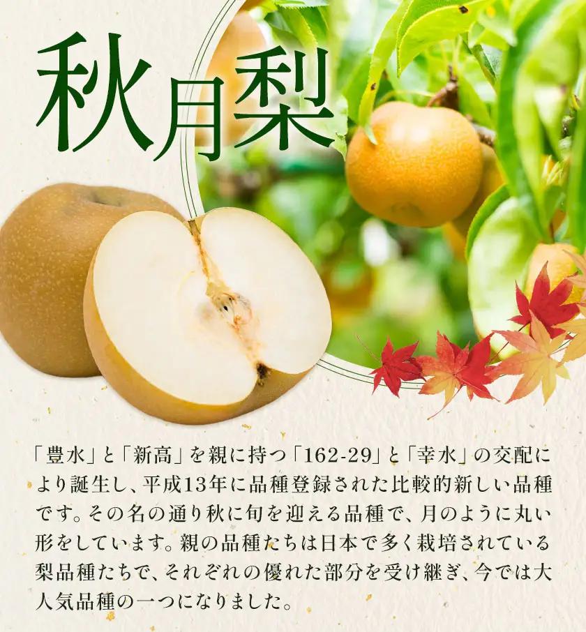 秋月梨 3㎏ 日本フルーツ株式会社 梨