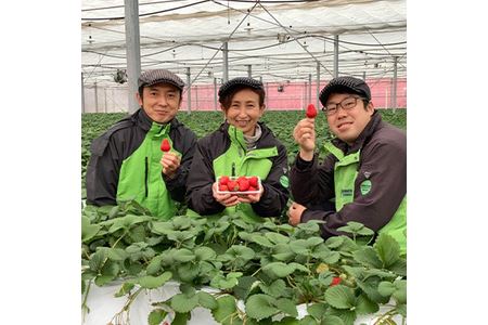 いちご やよい姫  300g×4パック | イチゴ いちご 横瀬町