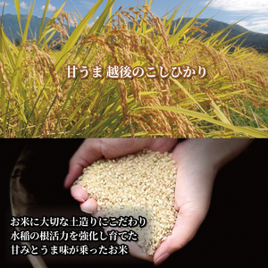 【令和6年産】無洗米 甘うま越後のこしひかり 7kg 越後 えちご 特別栽培米 新潟 コメ こめ お米 米 しんまい 新潟県 新潟米 新発田市 新発田産 10月発送  toushin005