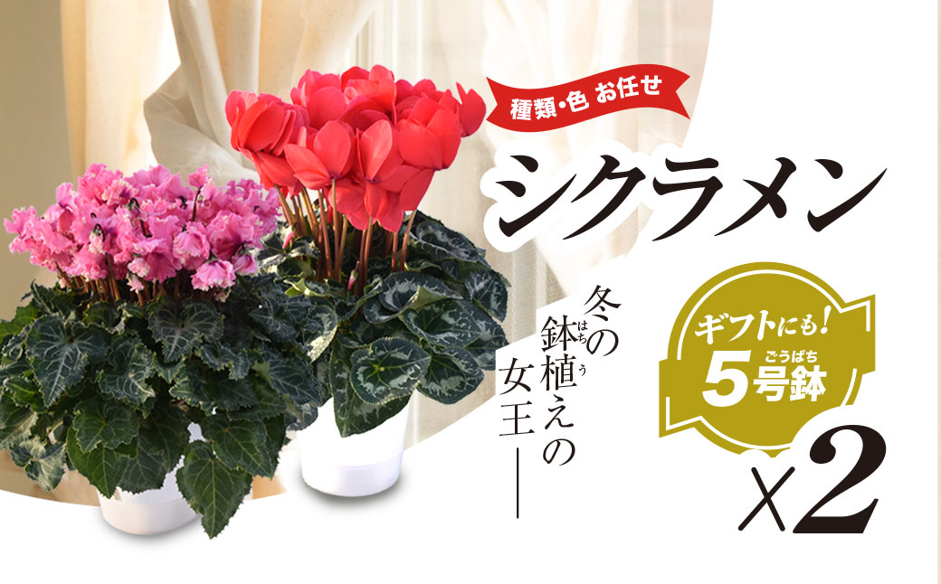 【2026年12月上旬より順次発送！】≪種類・色お任せ≫ シクラメン 5号鉢×2鉢  SMCN002