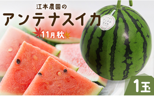 
【期間限定】江本農園の11月秋アンテナスイカ1玉 - 高知県産 西瓜 すいか 産地直送 スイカ em-0017
