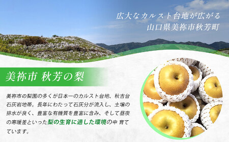 美祢市 二十世紀梨 （約3kg）【先行予約：9月より発送予定】