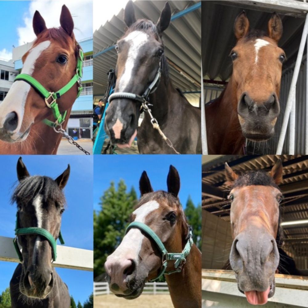 引退馬を救い馬に会える～「Retouch（リタッチ）」支援～ふるさと納税限定　ふれあい招待券