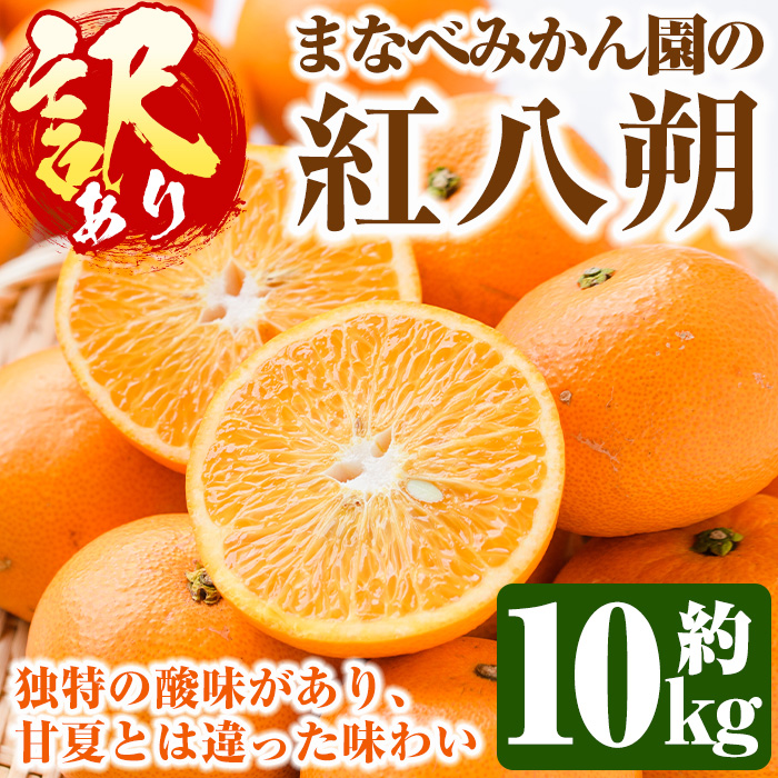 ＜2025年2月上旬以降発送予定＞＜訳あり・不揃い＞まなべみかん園の紅八朔(約10kg)国産 柑橘類 みかん 蜜柑 果物【有限会社まなべみかん園】a-12-237-z