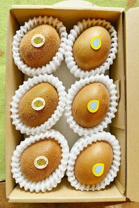 【11月~3月の期間限定】カラフルキウイ2種6個セット 国産 オーガニック 有機栽培 6853