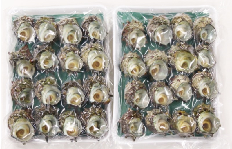 訳あり　京都府産　さざえ（ボイル済）2.4kg（約24～48個） 新鮮 サザエ 栄螺 ボイル つぼ焼き 壷焼き つぼやき お刺身 BBQ バーベキュー アウトドア キャンプ わけありさざえ 2.4キロ さざえの壷焼き　TB00069