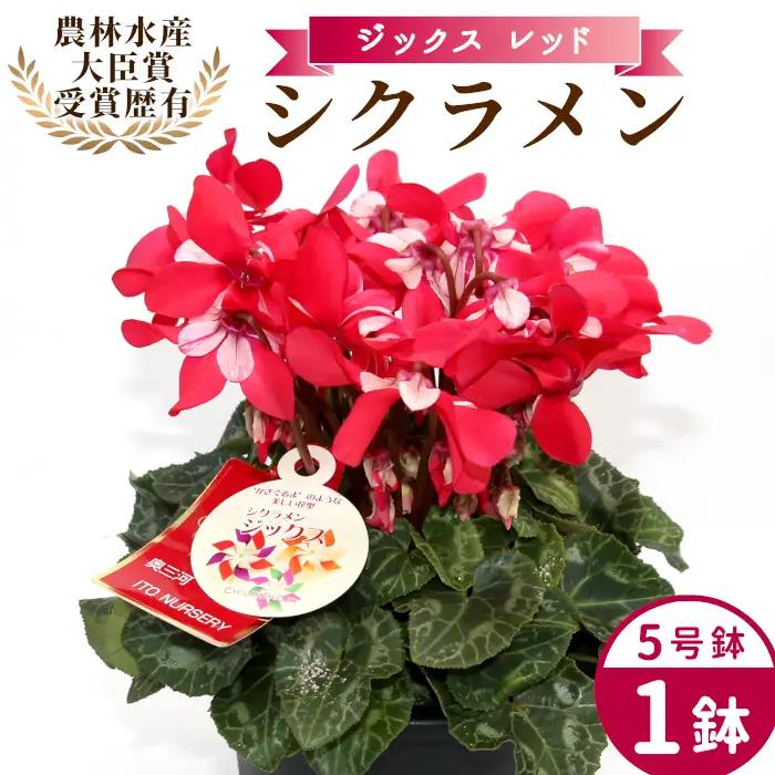 〈予約品〉【シクラメン：ジックス】農林水産大臣賞受賞 愛知県産 シクラメン ５号鉢  花 レッド プレゼント 贈り物 鉢花 鉢 ガーデン ガーデニング 高品質 クリスマス -279