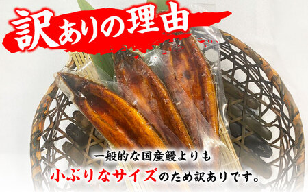 【3回定期便】【訳あり】国産鰻（100g×3尾）魚 うなぎ ウナギ 土用の丑の日 訳あり 鰻 国産 広川町 / イールファクトリー株式会社[AFBS010]