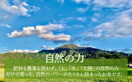 【定期便6回】伊与衛門農園の自然栽培コシヒカリ精米 5kg×6回  伊与衛門農園の特別栽培米 令和5年産＜温度と湿度を常時管理し新鮮米を出荷！＞ / 米 白米 自然の力 高品質 鮮度抜群 ブランド米 