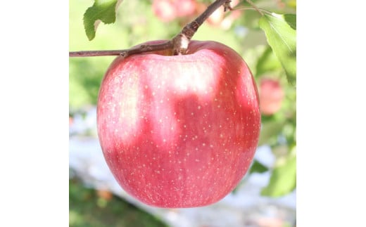【長野県産】サンふじ！約5kg 11月下旬から順次発送予定 信州 南信州 高森町 産地直送 果物 くだもの 旬のりんご 山下屋荘介