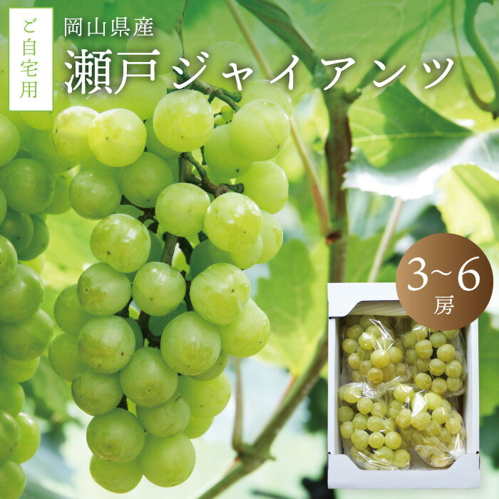 【ふるさと納税】 真庭市産 瀬戸ジャイアンツ 自宅用 3～6房 / 【2025年9月中旬以降発送予定】 数量限定 ぶどう お手頃 訳あり 岡山 真庭 葡萄 ブドウ 果物 フルーツ 産地直送 新鮮 桃太郎ぶどう人気 種なし スイーツ【配送不可地域：北海道・沖縄県・離島】【seto02】
