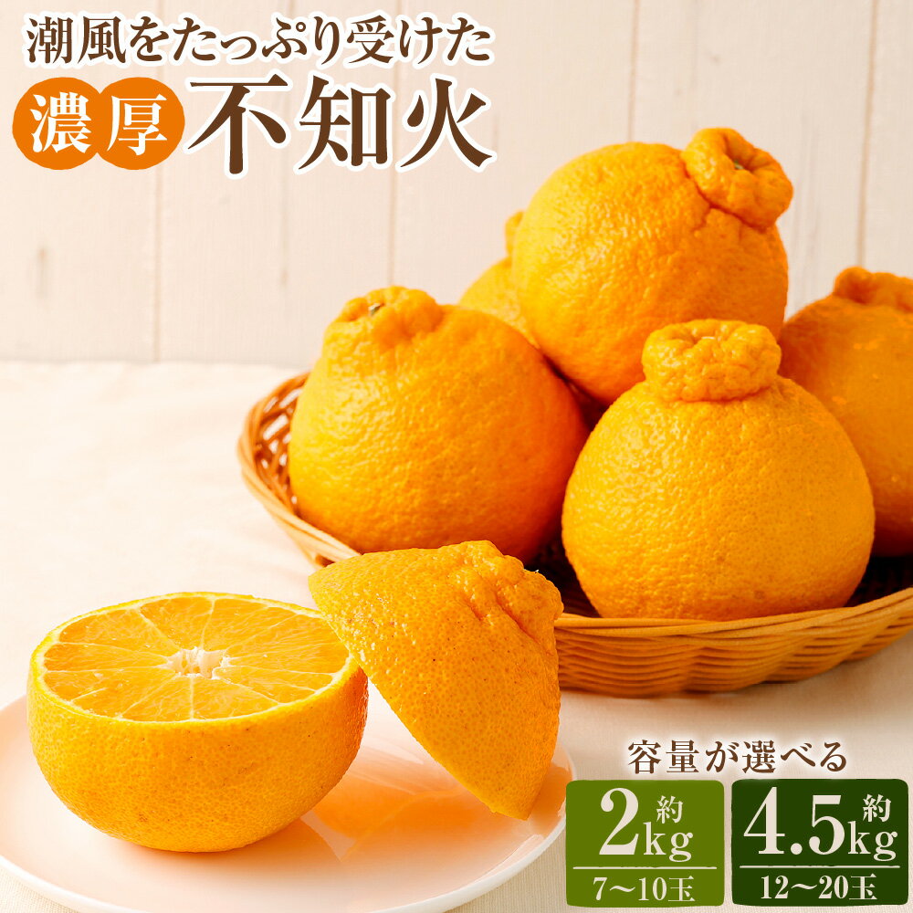 【ふるさと納税】潮風をたっぷり受けた濃厚不知火 ＜容量が選べる＞ 7～10玉 約2kg 12～20玉 約4.5kg しらぬい みかん 柑橘 フルーツ 果物 国産 九州 熊本県 送料無料【2026年2月下旬-3月上旬迄順次発送予定】