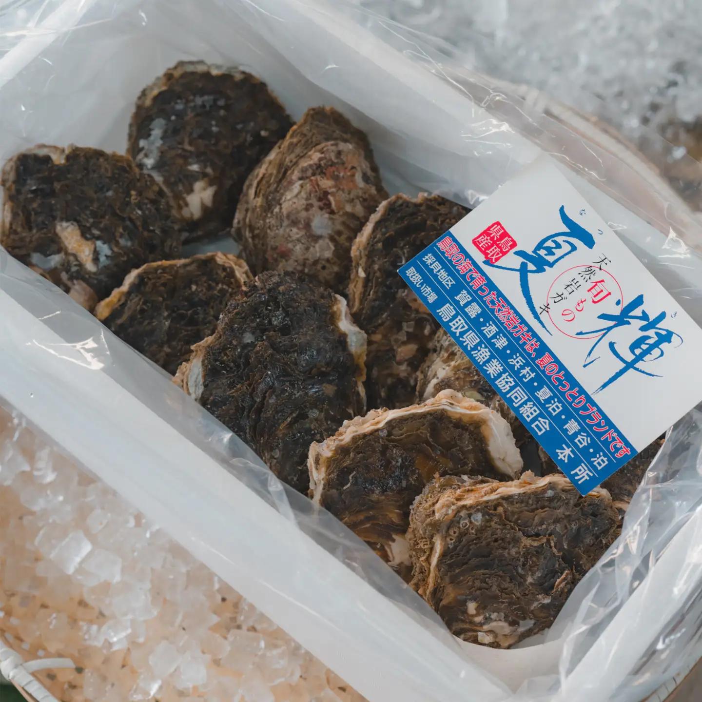 牡蠣 鳥取県産 天然 岩ガキ 夏輝 10個（300g以上×10個）※2026年6月上旬以降発送 ｜牡蠣 