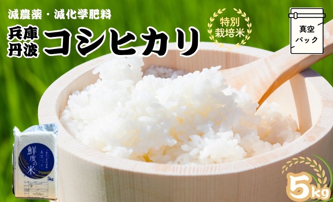 
                  特別栽培米　丹波コシヒカリ　(真空)5kg 減農薬 こしひかり 米 こめ コメ お米
                