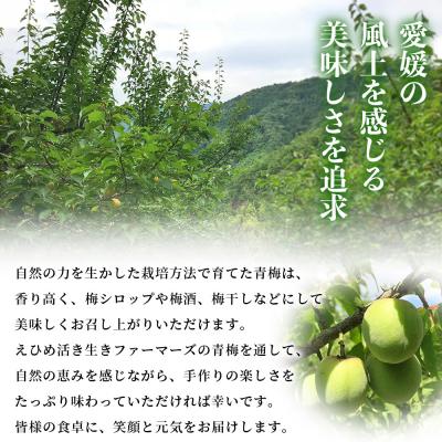 ふるさと納税 西予市 <愛媛県西予市産 青梅 約3kg> うめ ウメ あおうめ |  | 03