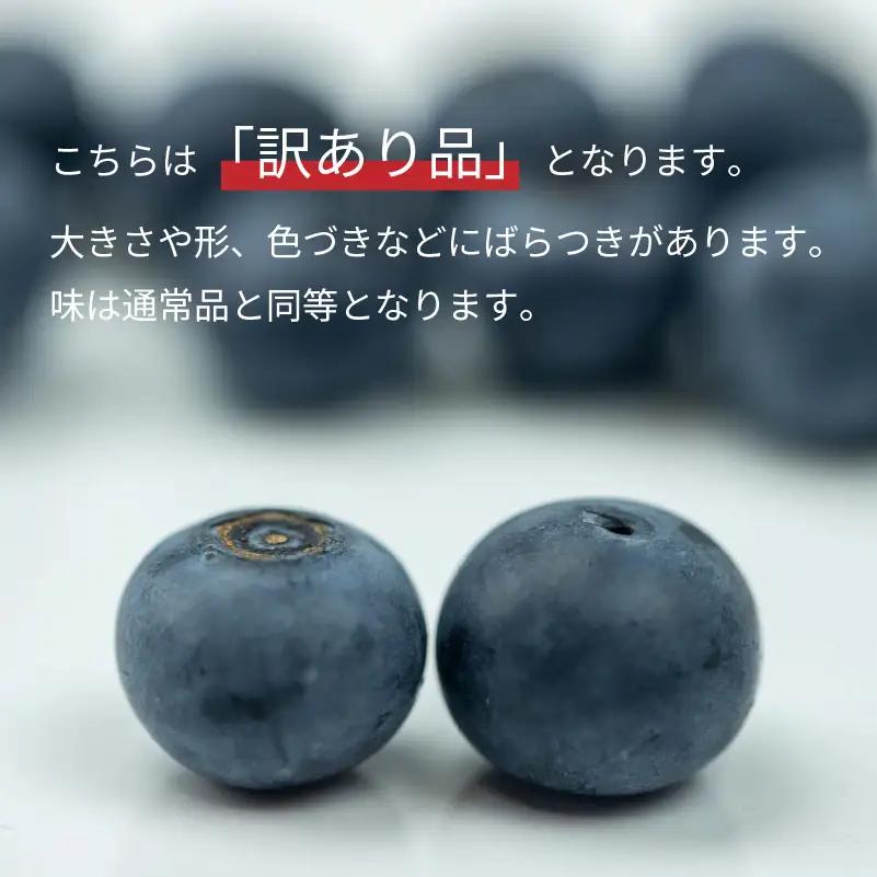 訳あり ブルーベリー 500g 【2026年8月下旬頃から順次発送】 | ブルーベリー ベリー フルーツ 果物 くだもの 冷蔵 期間限定 愛媛県 松山市 ベジろう 送料無料 【VEG115】