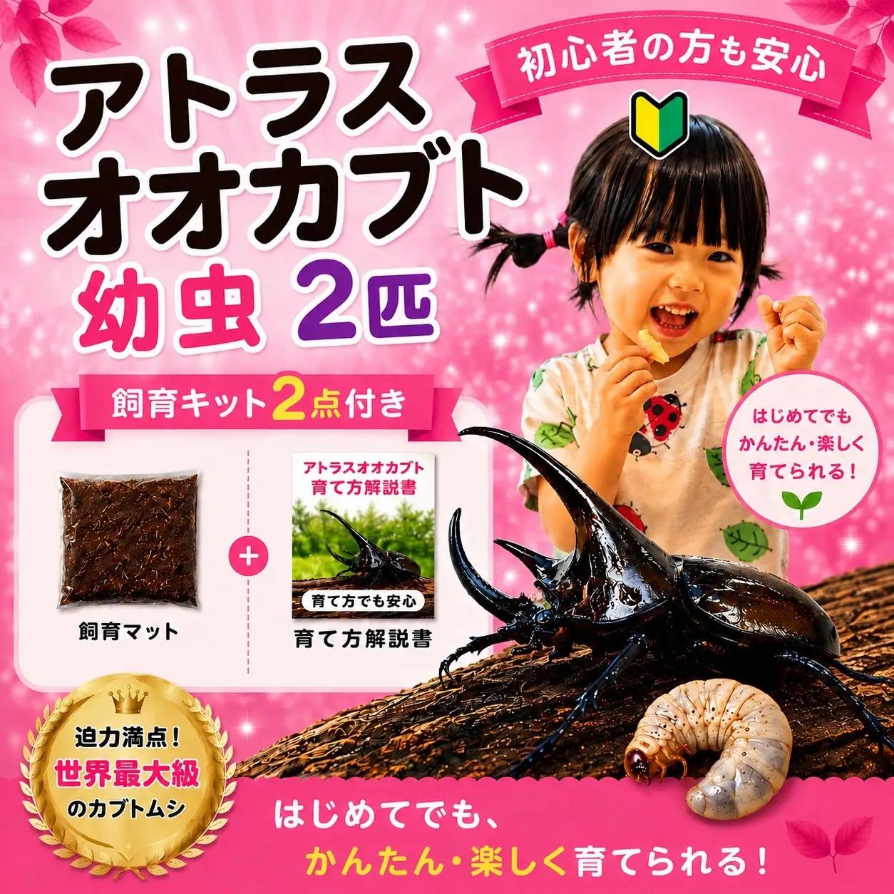 【虹色Farm】アトラスオオカブト 幼虫2匹(ペア) ～初心者の方も安心！飼育キット２点付(育て方解説書・飼育マット)｜京都 オオカブト 人気